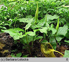 Arum maculatum (obrazki plamiste)