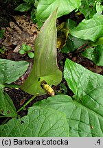 Arum maculatum (obrazki plamiste)