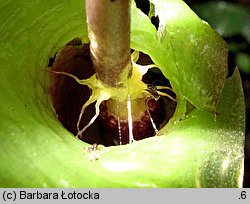 Arum maculatum (obrazki plamiste)