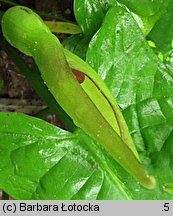 Arum maculatum (obrazki plamiste)