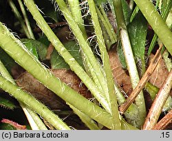 Asarum caudatum (kopytnik długopłatkowy)