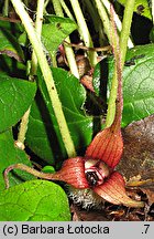 Asarum caudatum (kopytnik długopłatkowy)