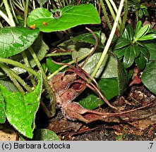 Asarum caudatum (kopytnik długopłatkowy)