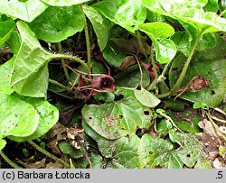 Asarum caudatum (kopytnik długopłatkowy)