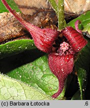 Asarum caudatum (kopytnik długopłatkowy)