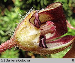 Asarum caudatum (kopytnik długopłatkowy)