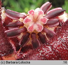 Asarum caudatum (kopytnik długopłatkowy)