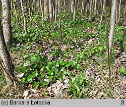 Asarum europaeum (kopytnik pospolity)