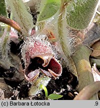 Asarum europaeum (kopytnik pospolity)