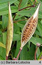 Asclepias incarnata (trojeść krwista)