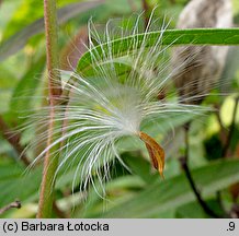 Asclepias incarnata (trojeść krwista)