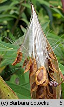 Asclepias incarnata (trojeść krwista)