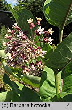 Asclepias syriaca (trojeść amerykańska)