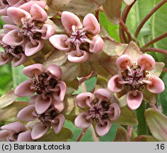 Asclepias syriaca (trojeść amerykańska)