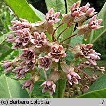 Asclepias syriaca (trojeść amerykańska)