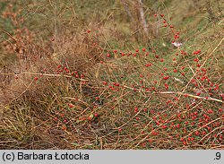 Asparagus officinalis (szparag lekarski)