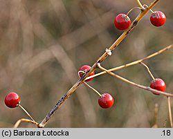 Asparagus officinalis (szparag lekarski)