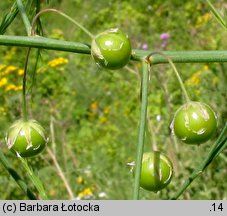 Asparagus officinalis (szparag lekarski)