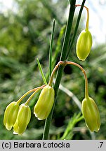 Asparagus officinalis (szparag lekarski)