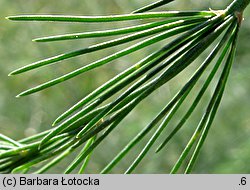 Asparagus officinalis (szparag lekarski)