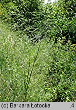 Asparagus officinalis (szparag lekarski)