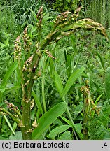 Asparagus officinalis (szparag lekarski)