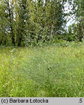 Asparagus officinalis (szparag lekarski)