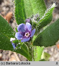 Asperugo procumbens (lepczyca rozesłana)