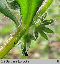 Asperugo procumbens (lepczyca rozesłana)