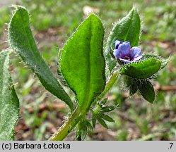 Asperugo procumbens (lepczyca rozesłana)