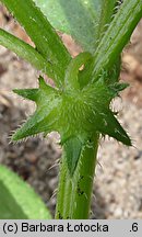 Asperugo procumbens (lepczyca rozesłana)