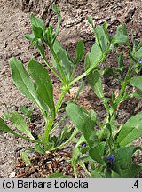 Asperugo procumbens (lepczyca rozesłana)