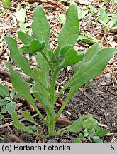 Asperugo procumbens (lepczyca rozesłana)