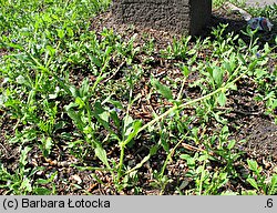 Asperugo procumbens (lepczyca rozesłana)