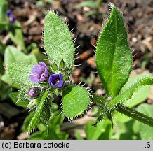 Asperugo procumbens (lepczyca rozesłana)