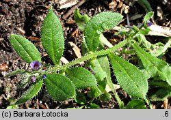 Asperugo procumbens (lepczyca rozesłana)