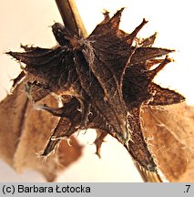 Asperugo procumbens (lepczyca rozesłana)