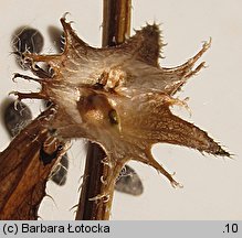 Asperugo procumbens (lepczyca rozesłana)