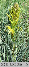 Asphodeline lutea (złotnica żółta)