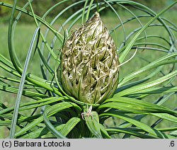 Asphodeline lutea (złotnica żółta)