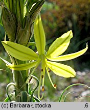 Asphodeline lutea (złotnica żółta)