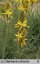 Asphodeline lutea (złotnica żółta)