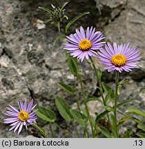 Aster alpinus