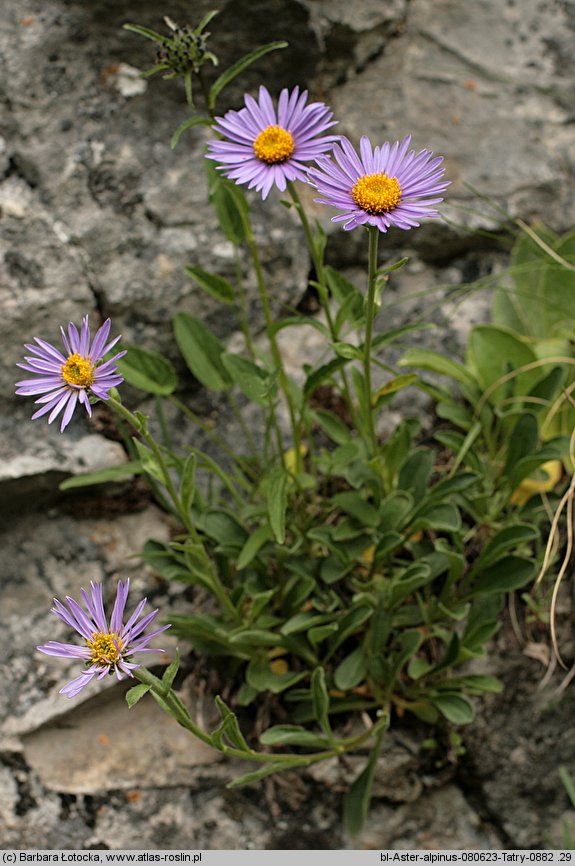 Aster alpinus