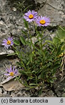 Aster alpinus