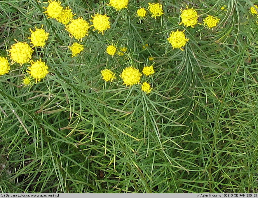 Linosyris vulgaris (ożota zwyczajna)