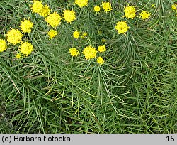 Linosyris vulgaris (ożota zwyczajna)