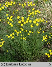 Linosyris vulgaris (ożota zwyczajna)