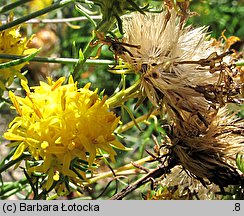 Linosyris vulgaris (ożota zwyczajna)