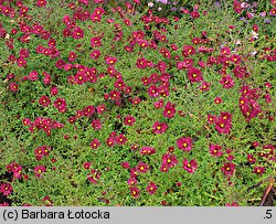 Symphyotrichum novi-belgii Winston Churchill